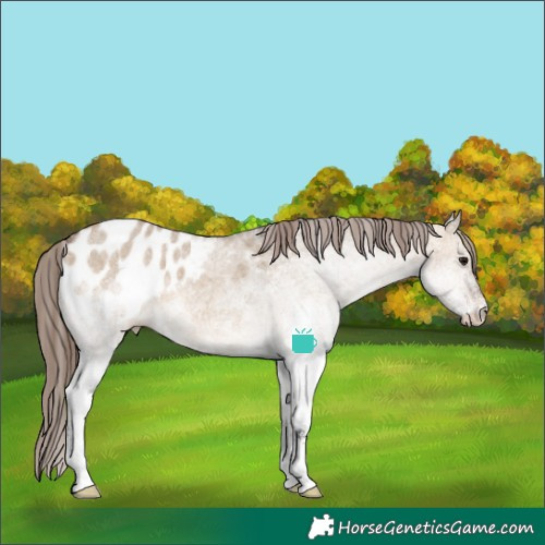 Horse Color:White Spotted Brown Dun Appaloosa 