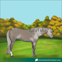 Horse Color:Silver Grullo Tobiano 