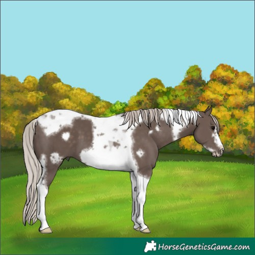 Horse Color:Silver Black Tobiano Frame 
