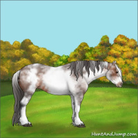 Horse Color:White Spotted Brown Roan Frame 