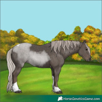 Horse Color:Silver Black Tobiano