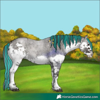 Horse Color:Painted Grullo Ice Roan Onyx Splash