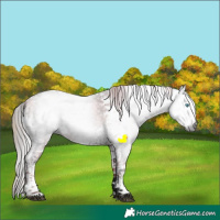 Horse Color:Gray Plaid Grullo Ice Splash Tobiano