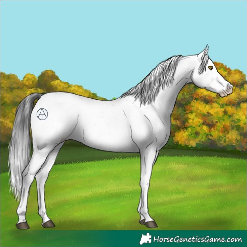 Horse Color:Brown Sabino 