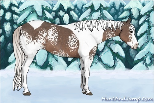 Horse Color:White Spotted Silver Black Splash Tobiano 