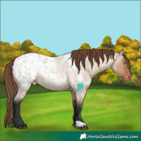 Horse Color:Bay Roan Dun Appaloosa 