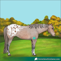 Horse Color:Bay Tobiano Appaloosa Rabicano 