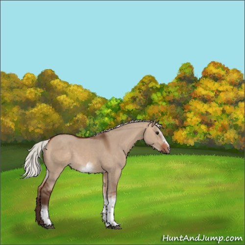 Horse Color:Silver Bay Dun Sabino Tobiano Frame Rabicano 