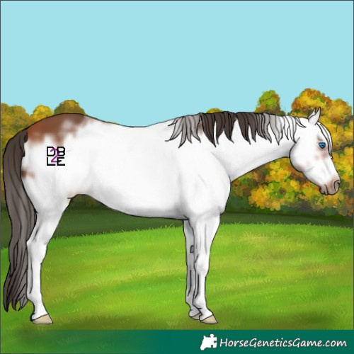 Horse Color:White Spotted Bay Frame