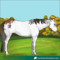 Horse Color:White Spotted Bay Frame