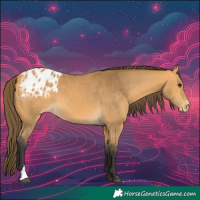 Horse Color:Buckskin Blanket 