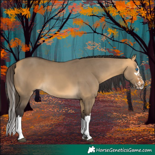 Horse Color:Buckskin Dun Splash 
