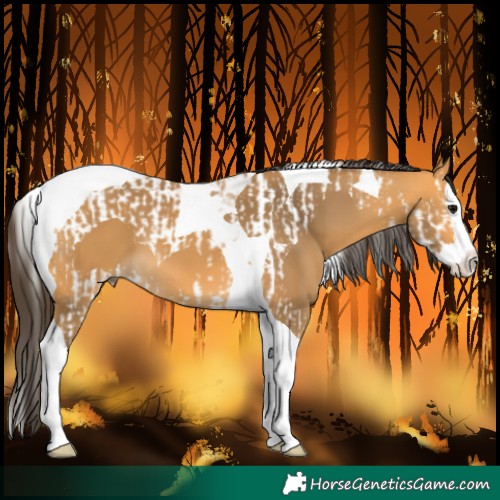 Horse Color:Buckskin Splash Tobiano  and Buckskin Splash Tobiano 