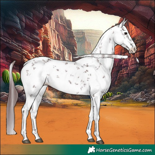 Horse Color:White Spotted Chocolate Black Sabino 