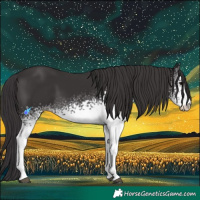 Horse Color:White Spotted Smoky Black 