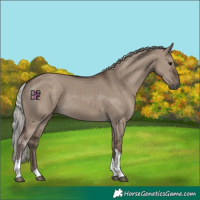 Horse Color:Silver Grullo Tobiano