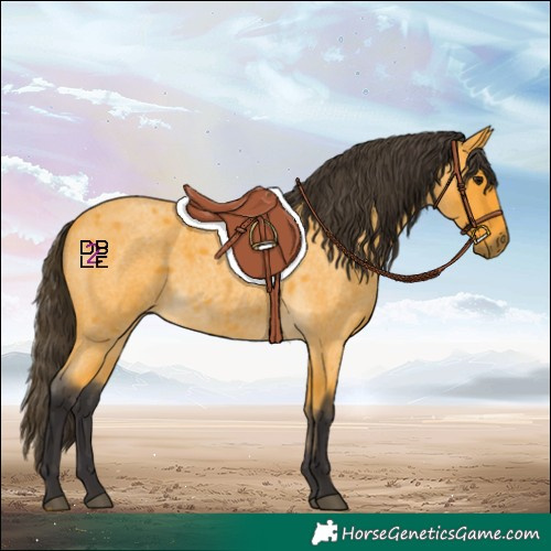 Horse Color:Buckskin Roan 