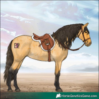 Horse Color:Buckskin Roan
