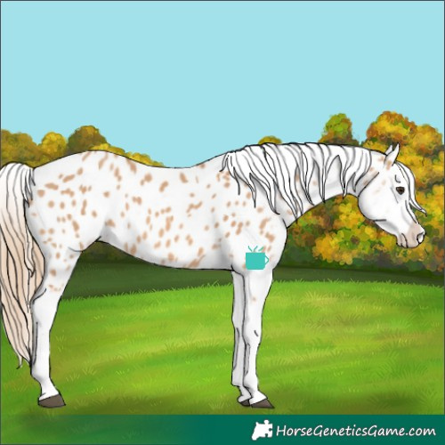 Horse Color:Red Dun Near Leopard
