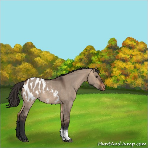 Horse Color:Bay Dun Tobiano Appaloosa 