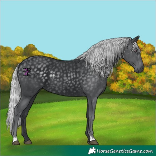 Horse Color:Silver Black Chinchilla 