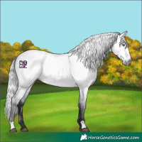 Horse Color:Gray Silver Bay Chinchilla Dun 