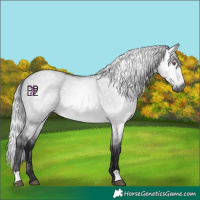 Horse Color:Gray Silver Bay Chinchilla Dun 