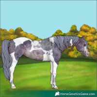 Horse Color:Watercolor Brown Ice Tobiano Rabicano 