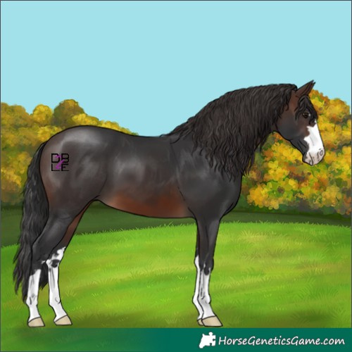 Horse Color:Brown