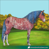 Horse Color:Platinum Painted Bay Roan and Painted White Spotted Bay