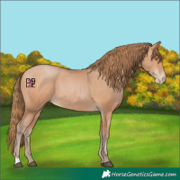 Horse Color:Bay Pearl