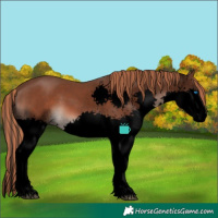 Horse Color:Void Painted Liver Chestnut Sabino Splash 