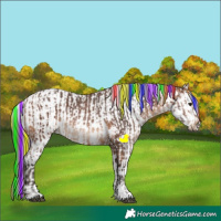 Horse Color:Painted Bay Sabino and Liver Chestnut Sabino Splash Appaloosa