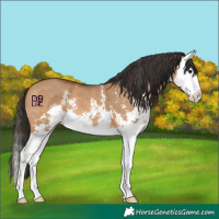 Horse Color:Bay Dun Sabino Splash