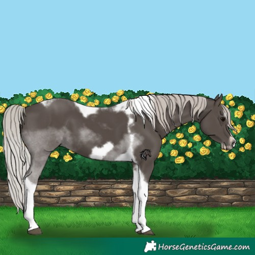Horse Color:Silver Black Tobiano Frame 