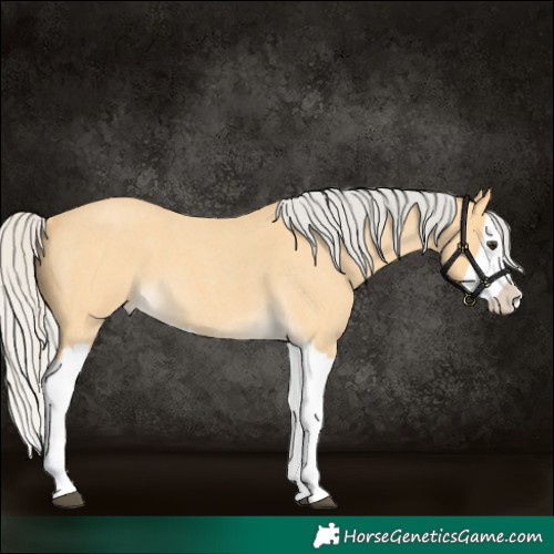 Horse Color:Silver Buckskin Roan Splash 