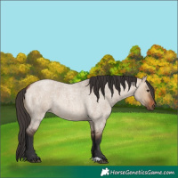 Horse Color:Bay Roan Dun 