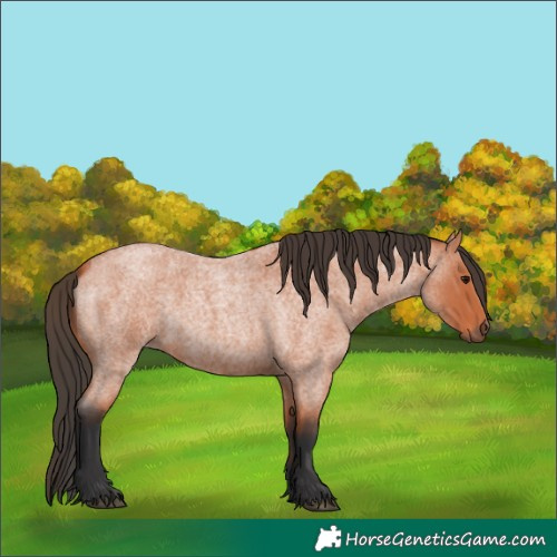 Horse Color:Bay Roan 
