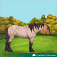 Horse Color:Bay Roan 