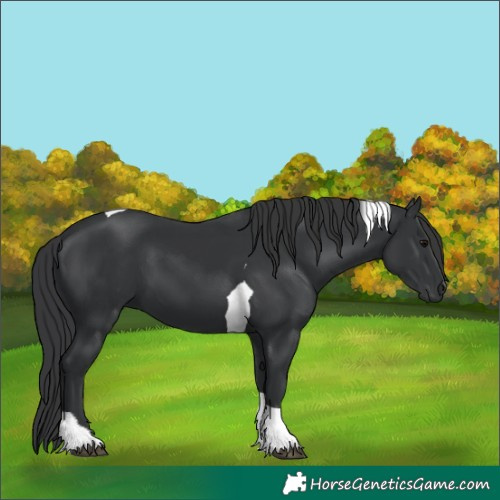 Horse Color:Black Tobiano 
