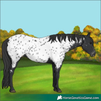 Horse Color:Black Near Leopard 