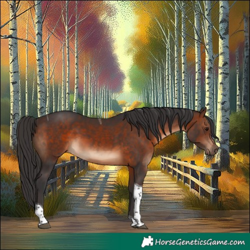 Horse Color:Brown Tobiano