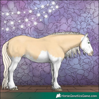 Horse Color:Gold Cream Champagne Splash 