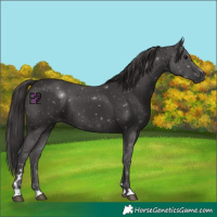 Horse Color:Smoky Black