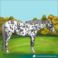 Horse Color:Black Appaloosa 