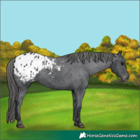 Horse Color:Black Appaloosa 