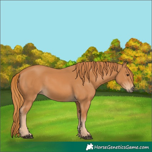 Horse Color:Chestnut 