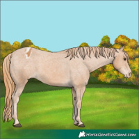 Horse Color:Chestnut Appaloosa 