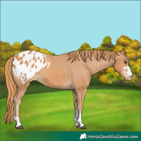 Horse Color:Chestnut Appaloosa 