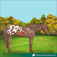 Horse Color:Chestnut Appaloosa 